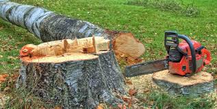 Best Arborist Consultation Services  in Keeler Farm, NM