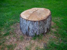Best Firewood Processing and Delivery  in Keeler Farm, NM