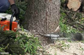 Best Commercial Tree Services  in Keeler Farm, NM