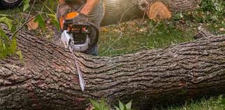 Best Lawn Irrigation Installation and Maintenance  in Keeler Farm, NM
