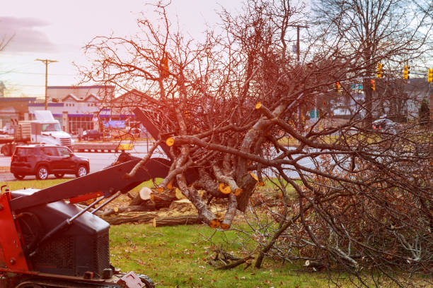 Best Hazardous Tree Removal  in Keeler Farm, NM