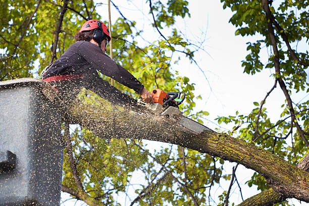 Best Pest Control for Lawns  in Keeler Farm, NM