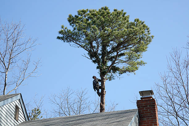 Best Storm Damage Tree Cleanup  in Keeler Farm, NM