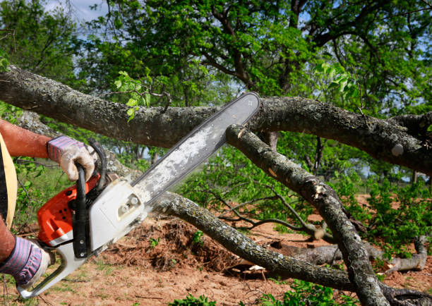Reliable Keeler Farm, NM Tree Care Solutions