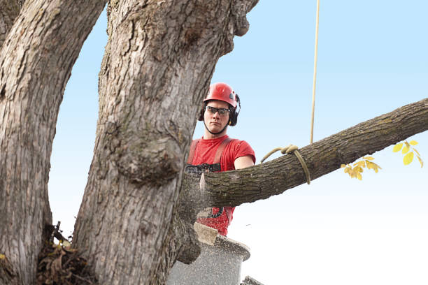 How Our Tree Care Process Works  in  Keeler Farm, NM